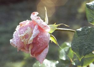 Rosa Rose mit Rauhreif